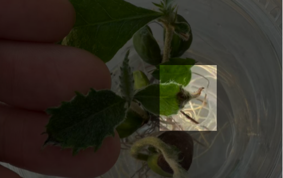 STEM教育 · 植物生长观察：枇杷苗19天科学探究_image_2.webp