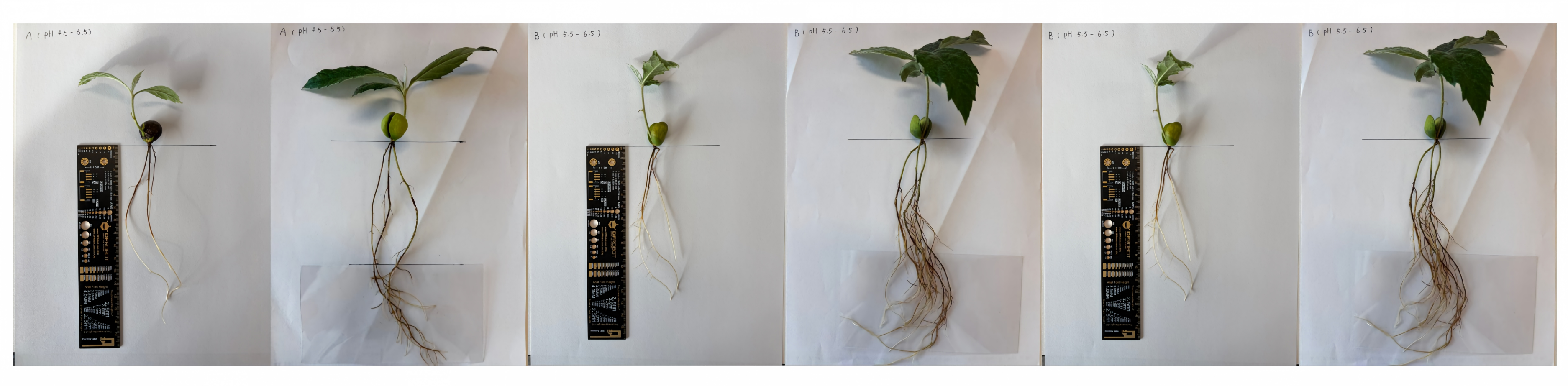STEM教育 · 植物生长观察：枇杷苗19天科学探究_image_11.webp
