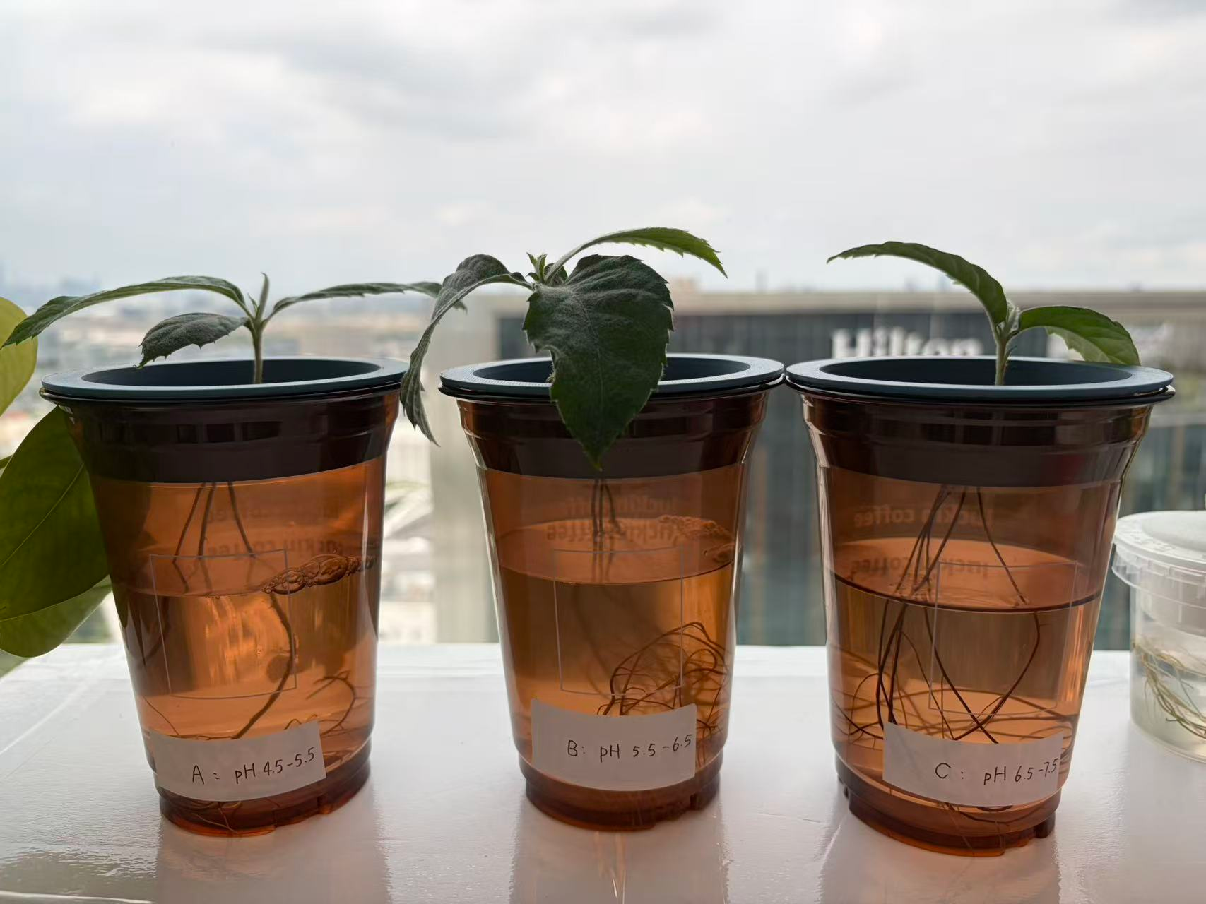 "做中学"领航行动（上）：植物生长观察—一棵枇杷苗的19天