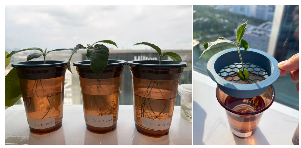 STEM教育 · 植物生长观察：枇杷苗19天科学探究_image_4.webp