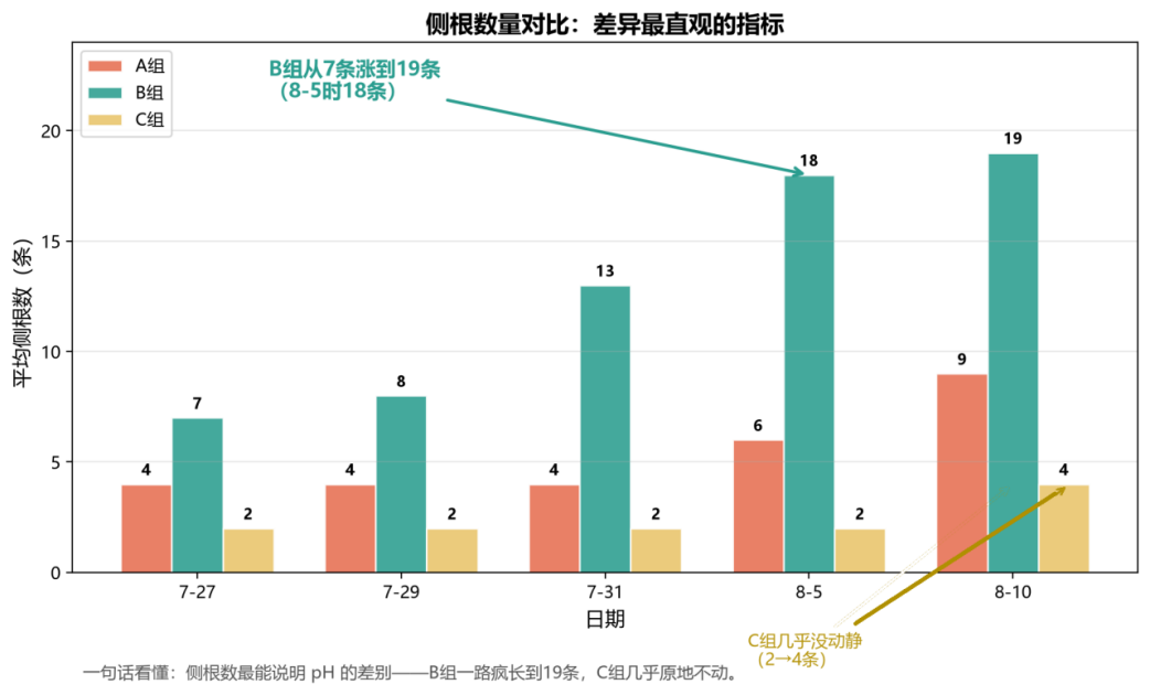 STEM教育 · 植物生长观察：枇杷苗19天科学探究_image_7.webp